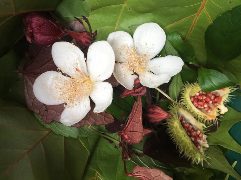 Annatto (Achiote) - Blüten und Samen, aus denen ein natürlicher Farbstoff hergestellt wird.