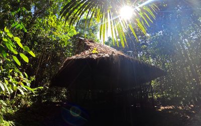 Ayahuasca retreats vs ceremonies: Does the price justify quality?