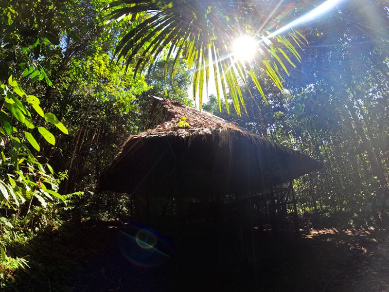 Jungle ayahuasca retreat hut.