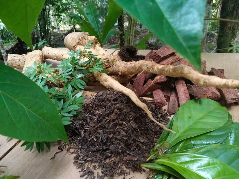 healing plants of the jungle of Peru