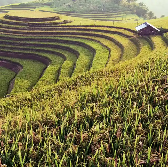 Сельское хозяйство Перу