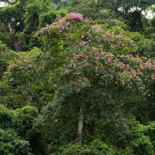 розовое дерево в джунглях Перу