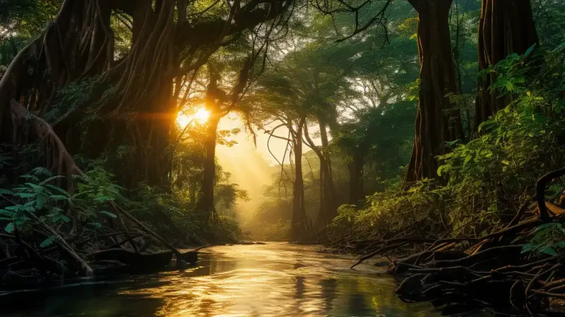 деревья с воздушными корнями, амазонский тропический лес и река, ретрит