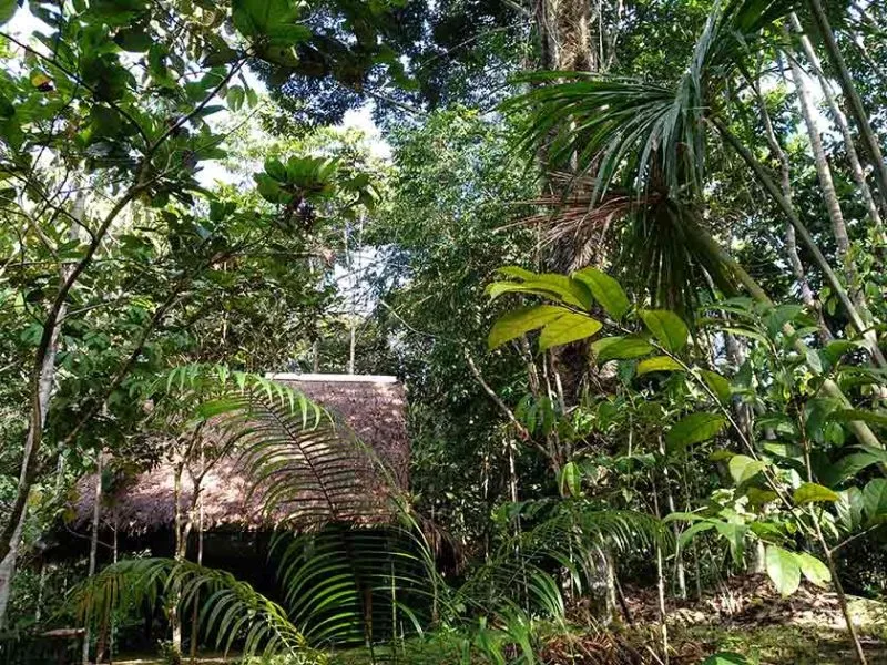 jungle hut Peru