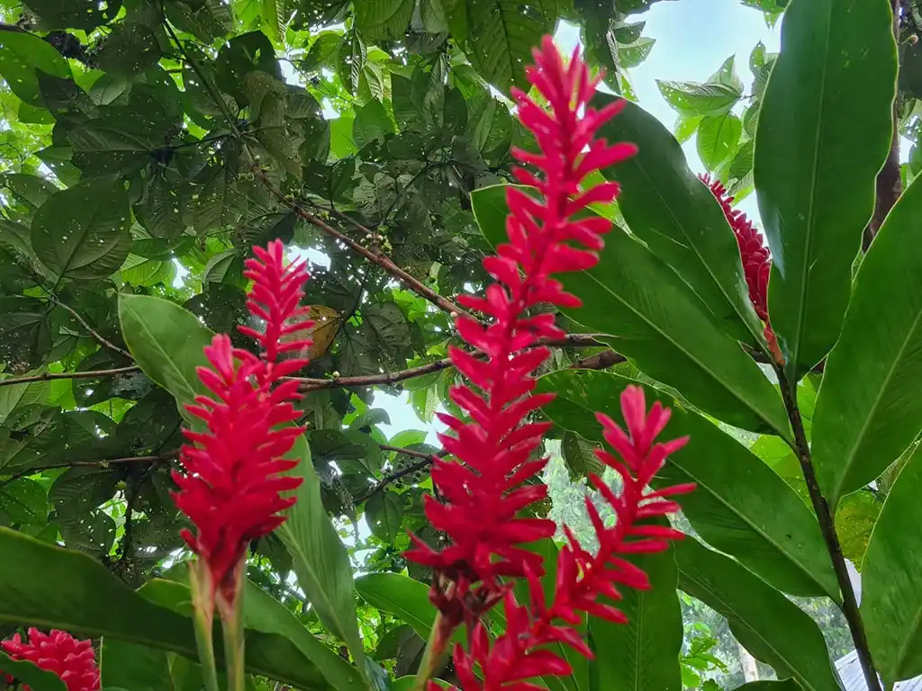 ayahuasca retreat review, flowers near the house