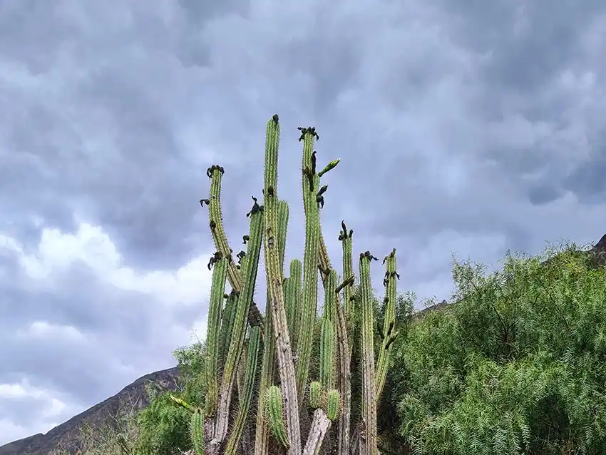 кактус Сан Педро (Вачума) фотография