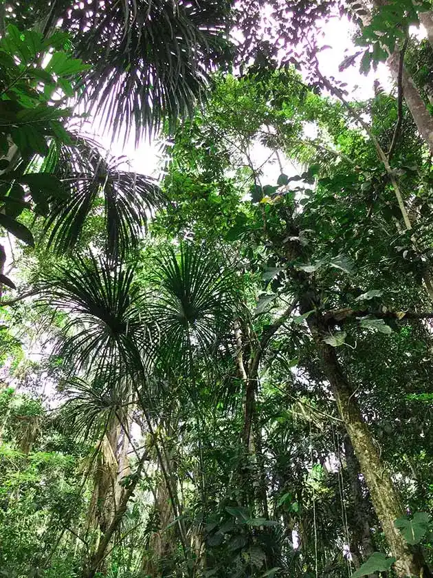 джунгли Перу деревья