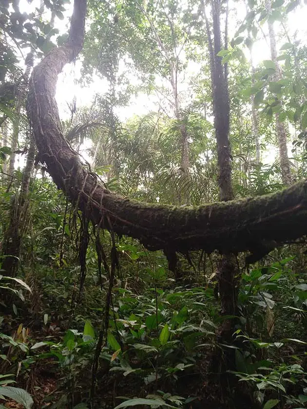 wild liana ayahuasca banisteriopsis caapi, Peru