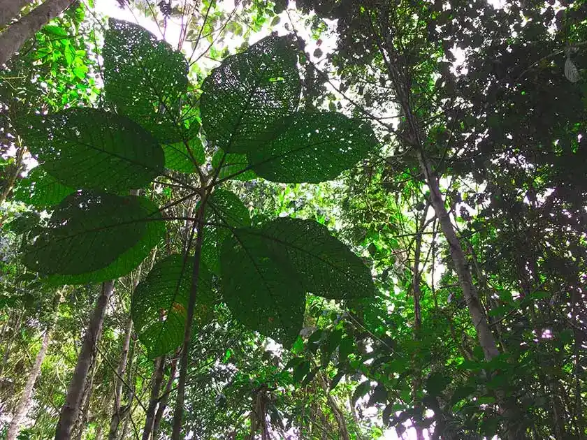 ayahuasca retreat jungle plant