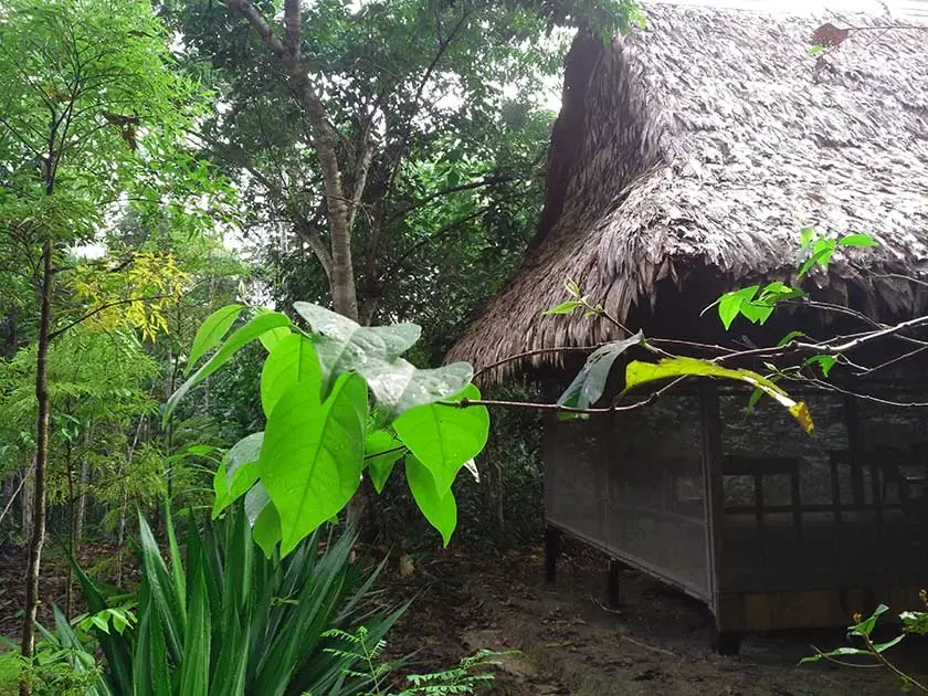 ayahuasca retreat house