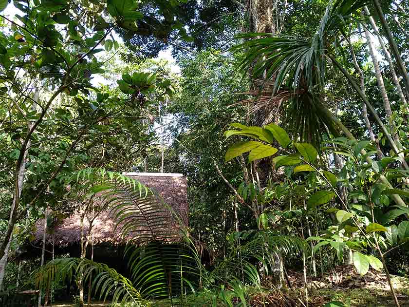 umgebung bei ayahuasca retreat