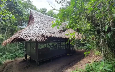My review about 3 weeks at the ayahuasca retreat