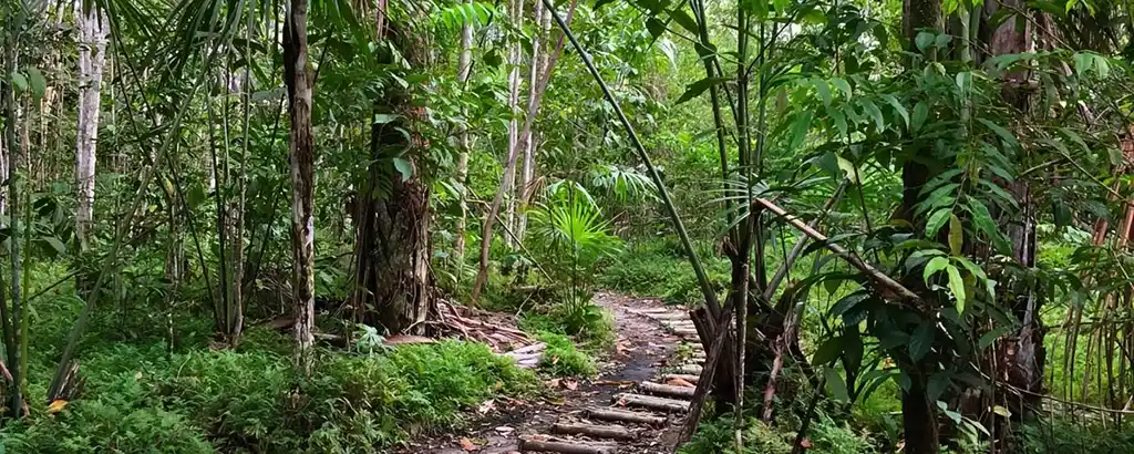 jungle space at the ayahuasca retreat in the jungle of Peru