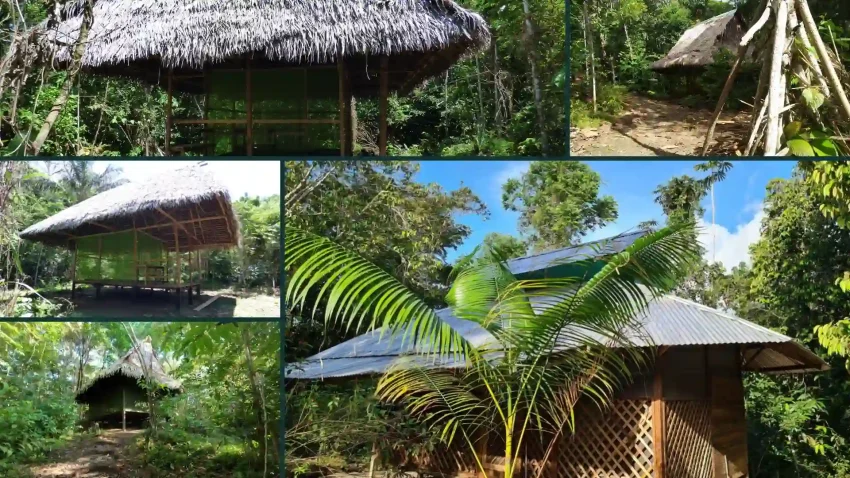 ökologische ayahuasca retreats