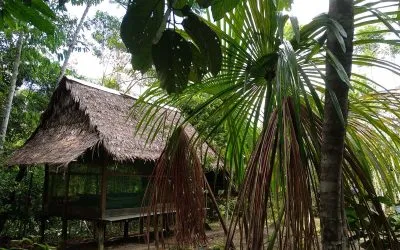 My retreat with ayahuasca and chiric sanango. Review from Irina