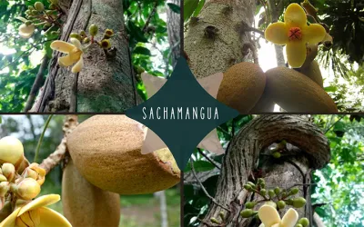 Дикий манго: растение-лекарь для здоровья головы и яркости чувств