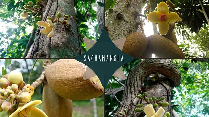 Wild mango, singa, sachamangua, Grias neuberthii, photos