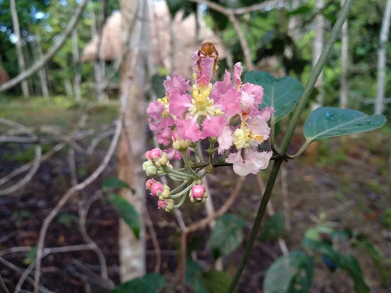 аяуаска лиана с цветками, фотография из отзыва Вики об аяваске
