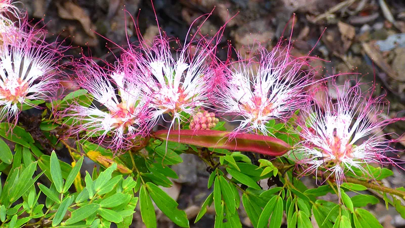 Flowers of Bobinsana (Calliandra angustifolia) - photo