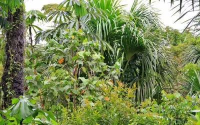 «Незабывемое путешествие в джунгли» — отзыв о ретрите с аяваской