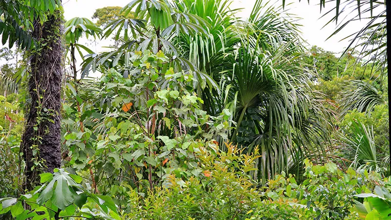 джунгли Перу в окрестностях ретритного центра Дом Аяваски, фотография, отзыв о ретрите