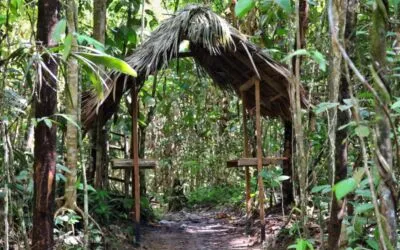 Відгук про аяваску: Мій досвід зцілення та самопізнання в джунглях
