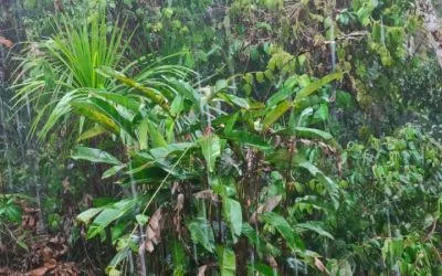 Bericht über den Ayahuasca-Retreat von Andrey „Der Neustart hat stattgefunden“