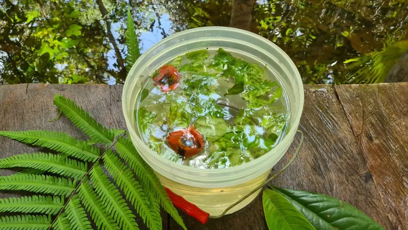 Ayahuasca-Ritus für 4 Wochen