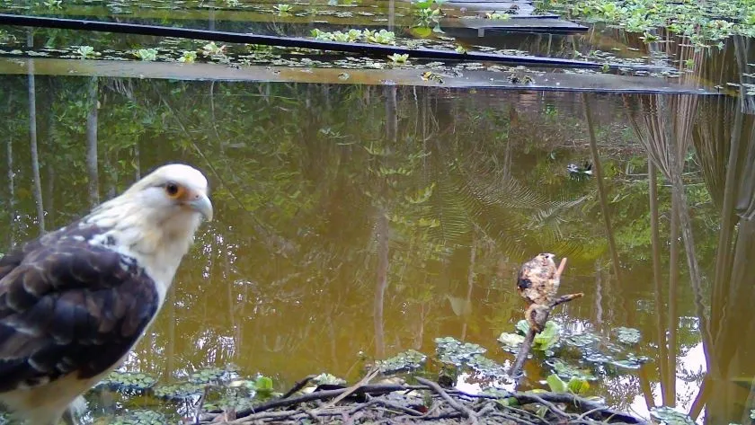 Ayahuasca-Ritual, 2-6 Monate